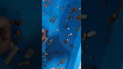 Teknologi Unicomp - Pengujian X-Ray Makanan-Kacang